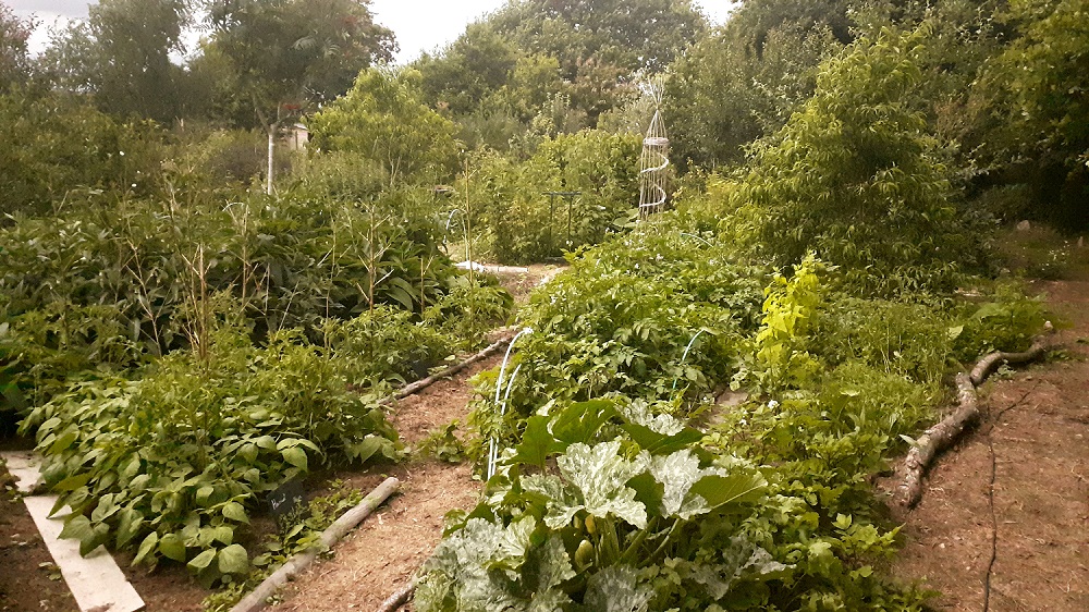 Culture étagée, du légumes aux arbustes et arbres fruitiers.